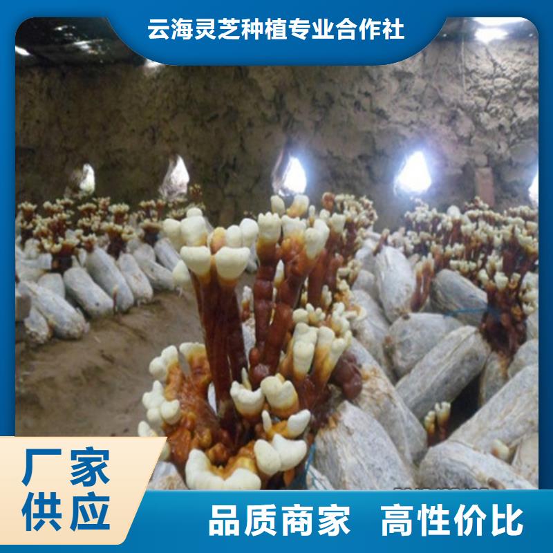 
灵芝超细粉-复购率高