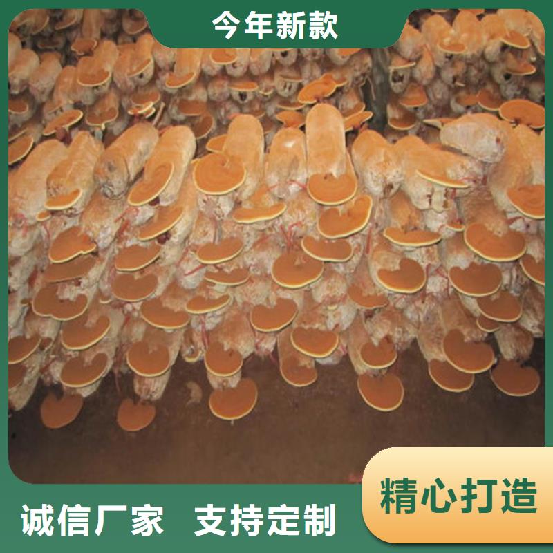 
灵芝粉定制-实力厂家