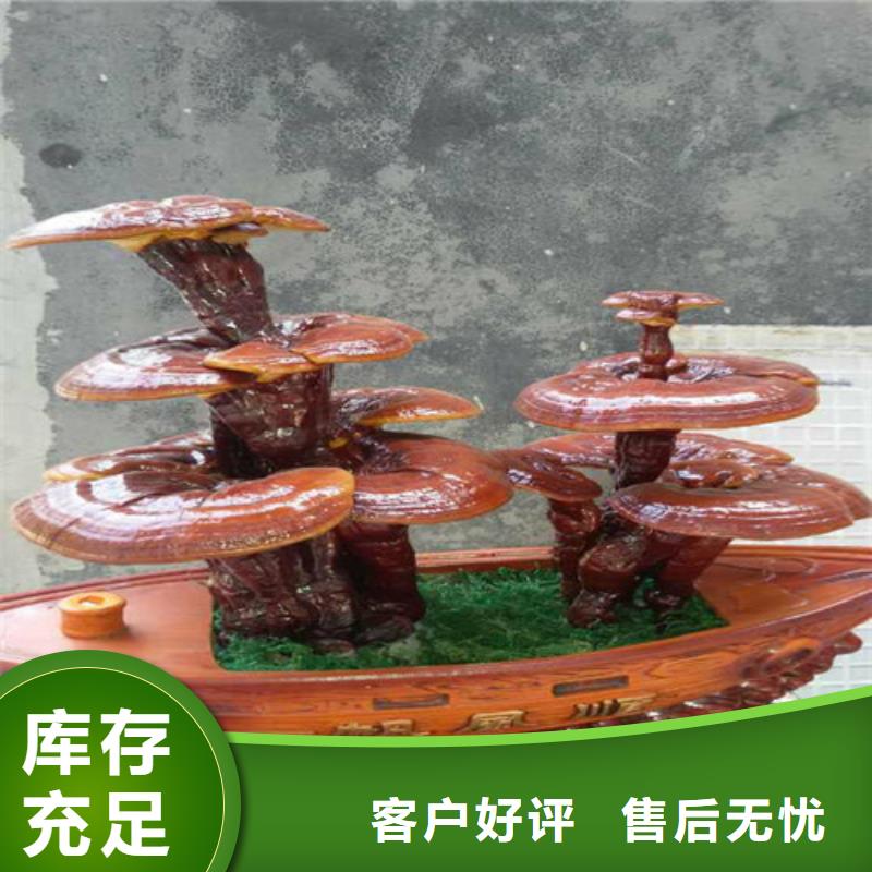 灵芝孢子粉厂家批发