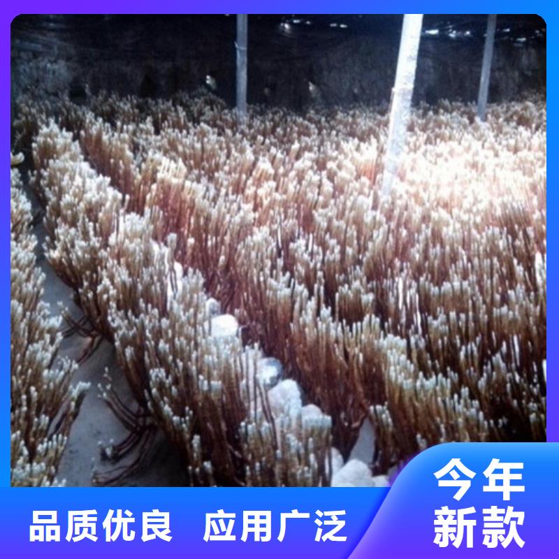 质量可靠的
灵芝超细粉生产厂家