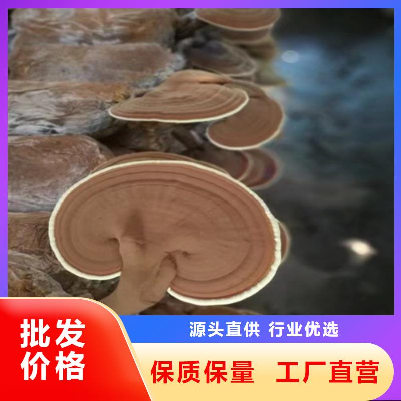 【灵芝孢子粉】灵芝盆景经销商