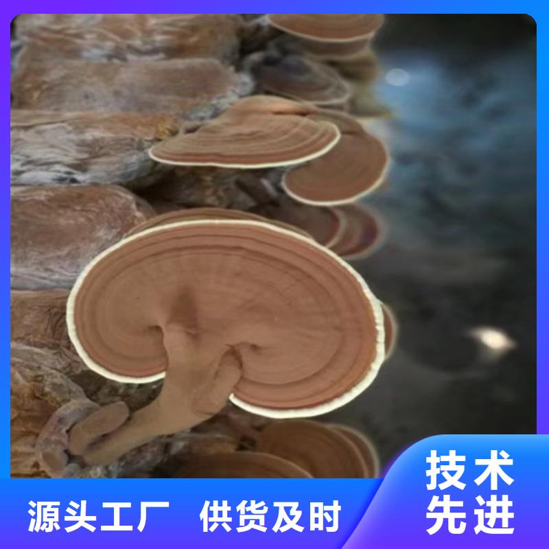 
孢子灵芝批发零售