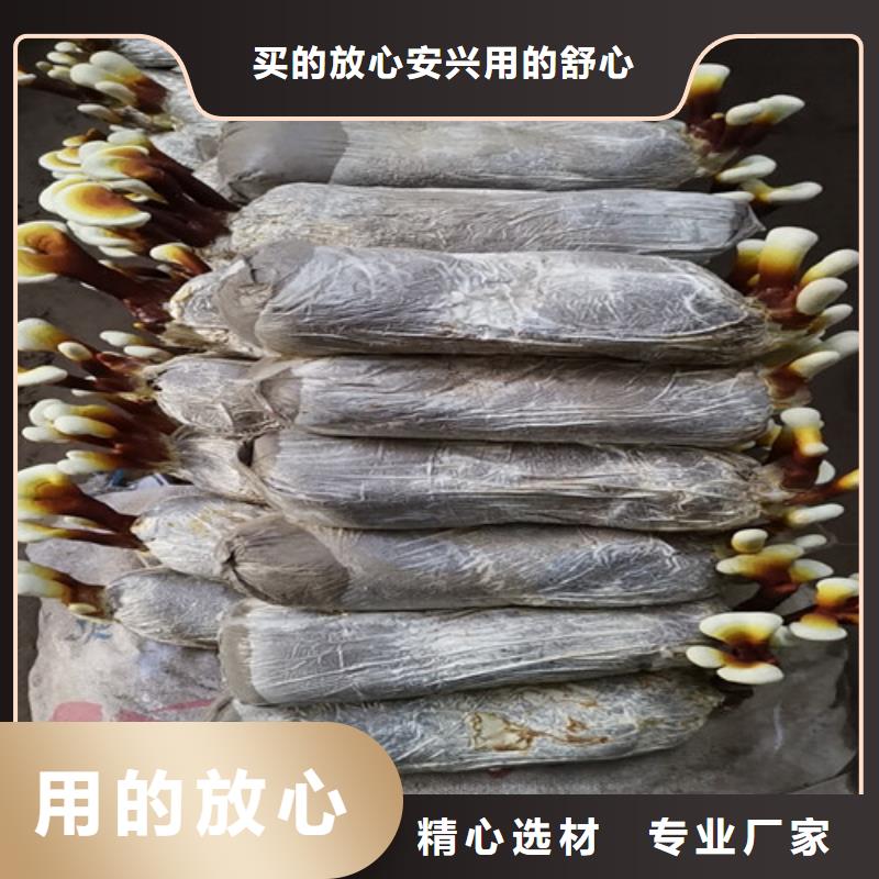 
灵芝孢子粉广受好评