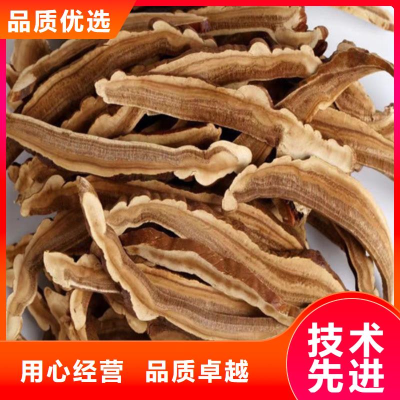 经验丰富的
灵芝超细粉生产厂家