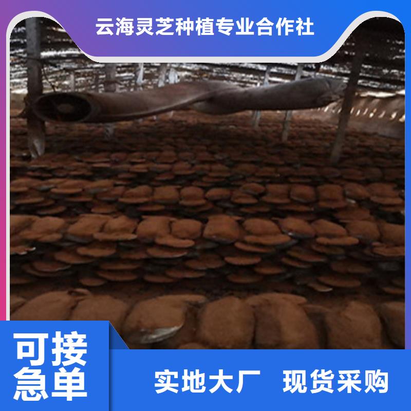 经验丰富的
灵芝超细粉生产厂家