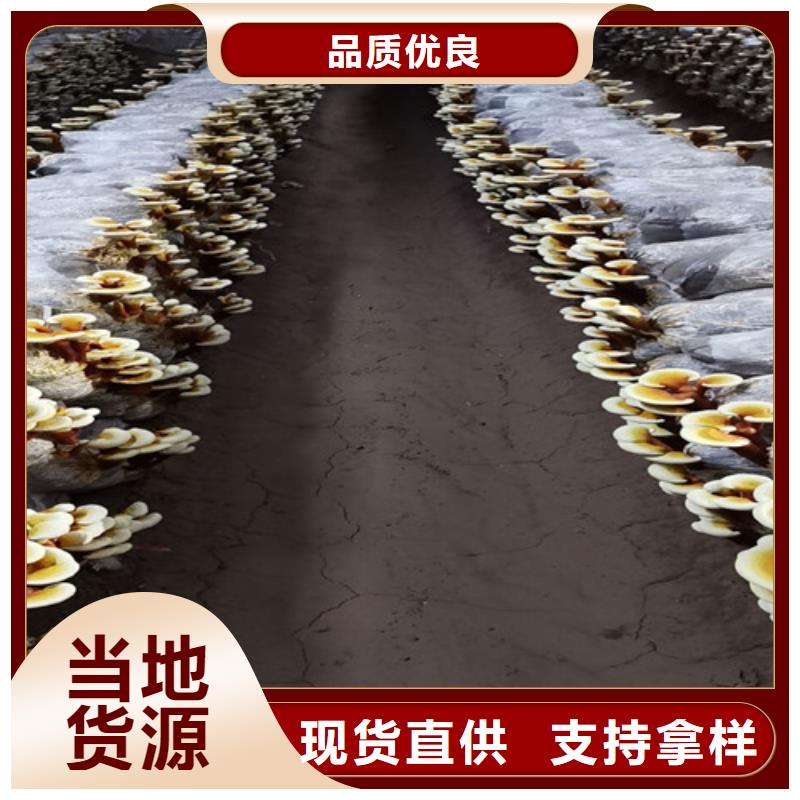 屯昌县灵芝哪家好