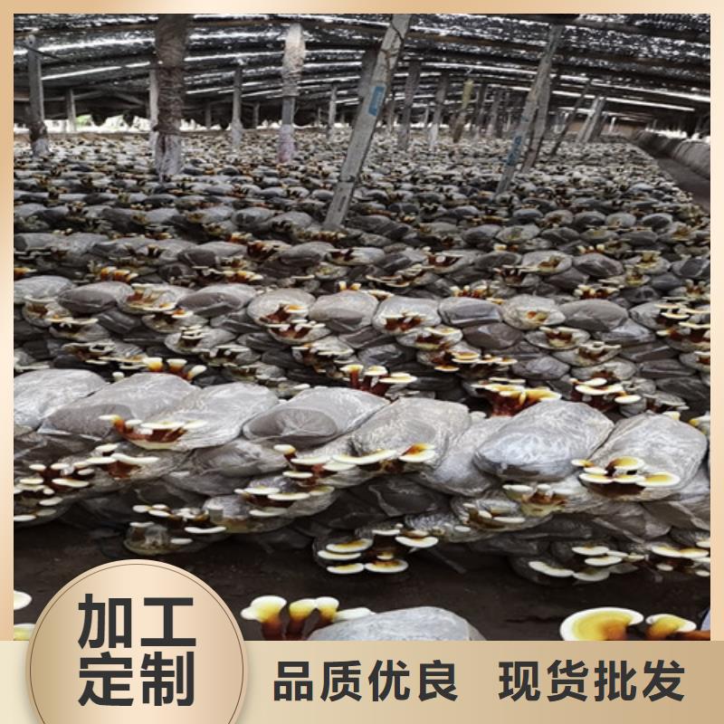 灵芝孢子距您较近