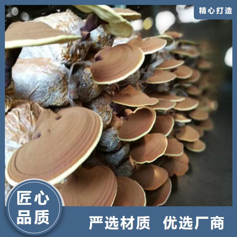 
孢子灵芝批发零售
