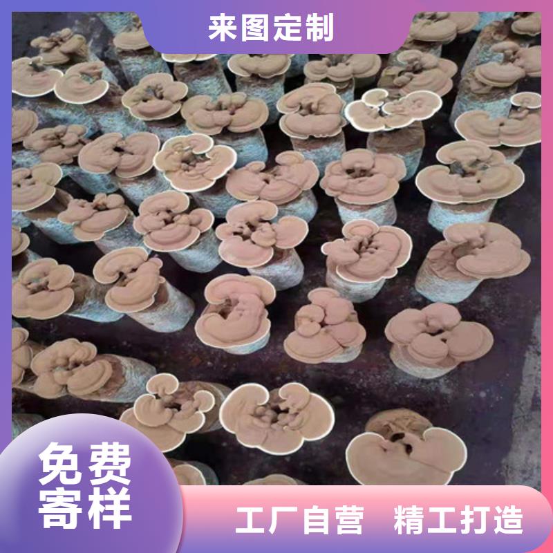 灵芝孢子公司欢迎您