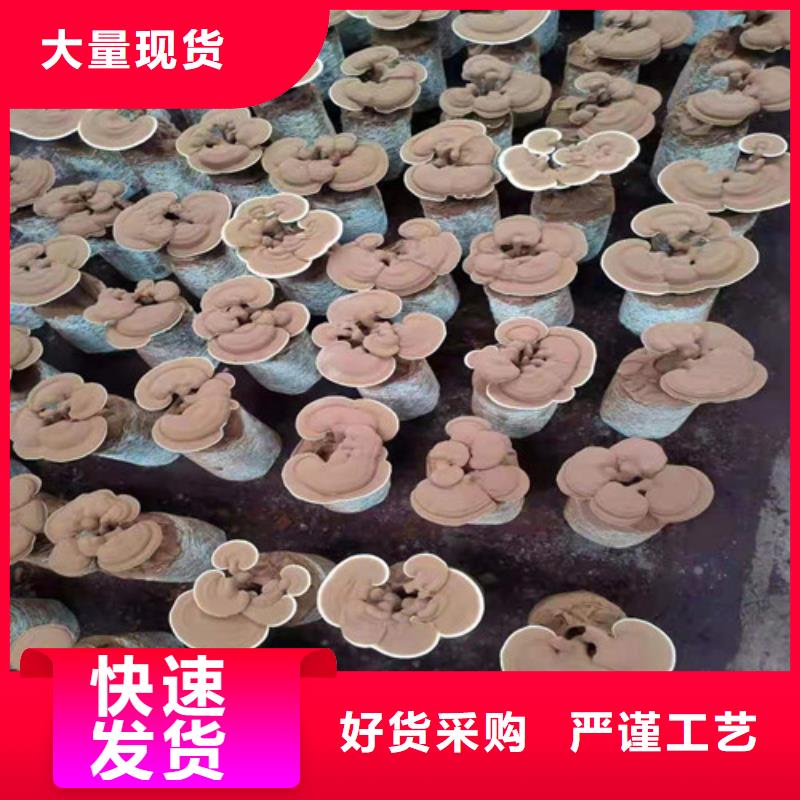 灵芝粉怎么样