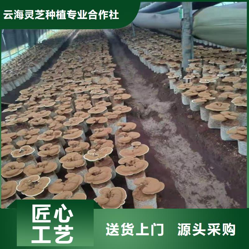 灵芝孢子公司欢迎您