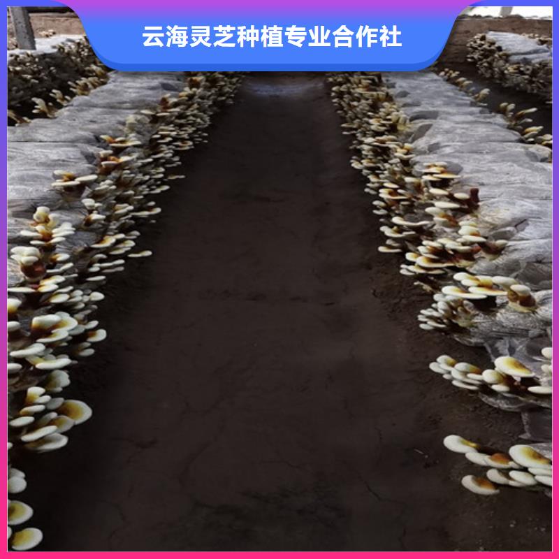 灵芝切片有现货也可定制