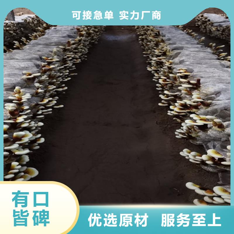 优质破壁灵芝粉的厂家