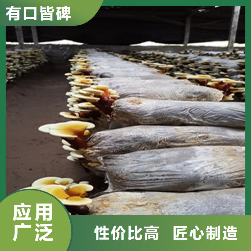 
灵芝粉-复购率高