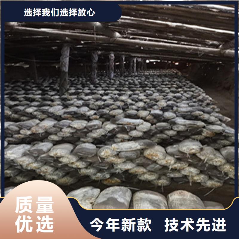 灵芝粉怎么样