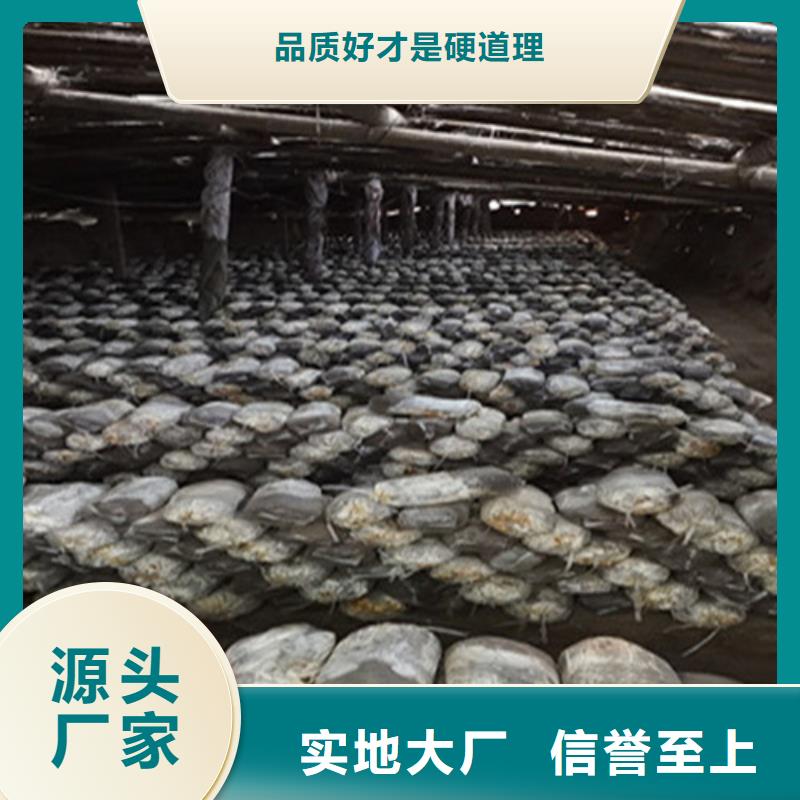 灵芝孢子公司欢迎您