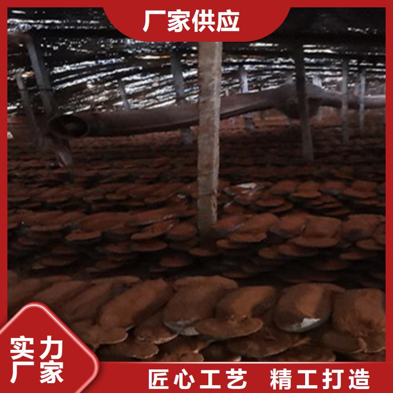 质量可靠的
灵芝超细粉生产厂家