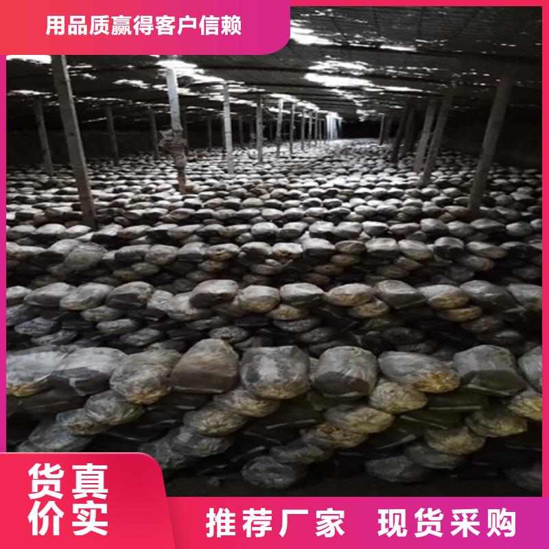 【图】
灵芝超细粉厂家直销