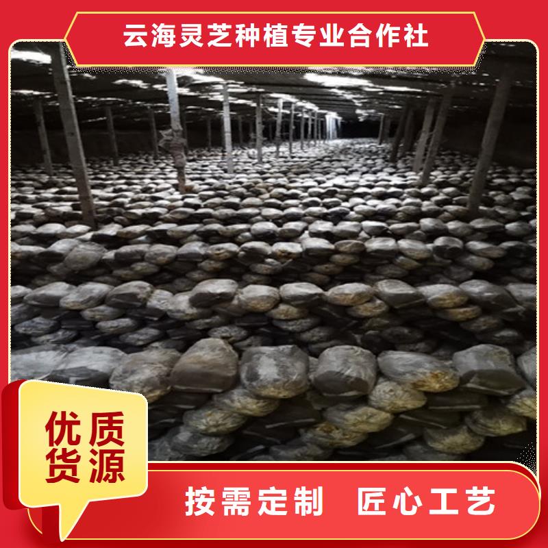 质量好的灵芝盆栽厂家