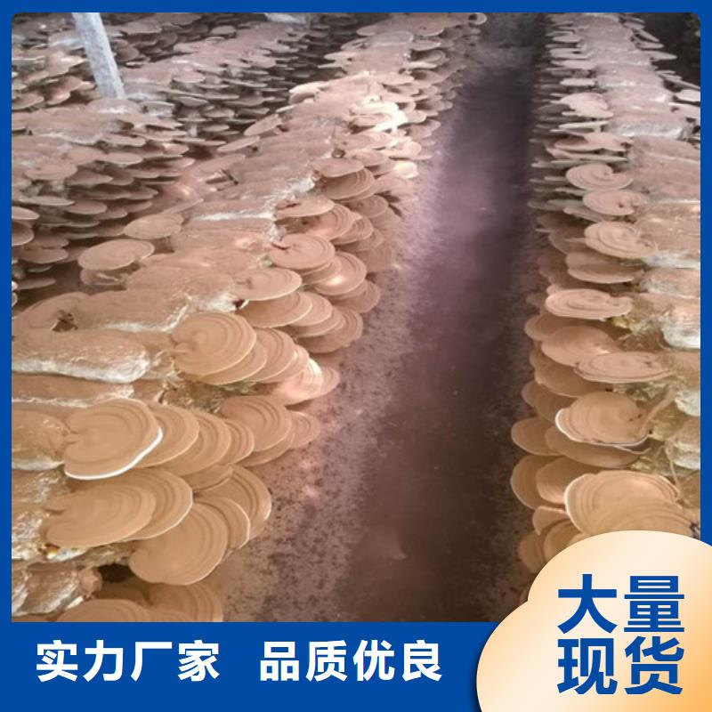 
灵芝粉定制-实力厂家