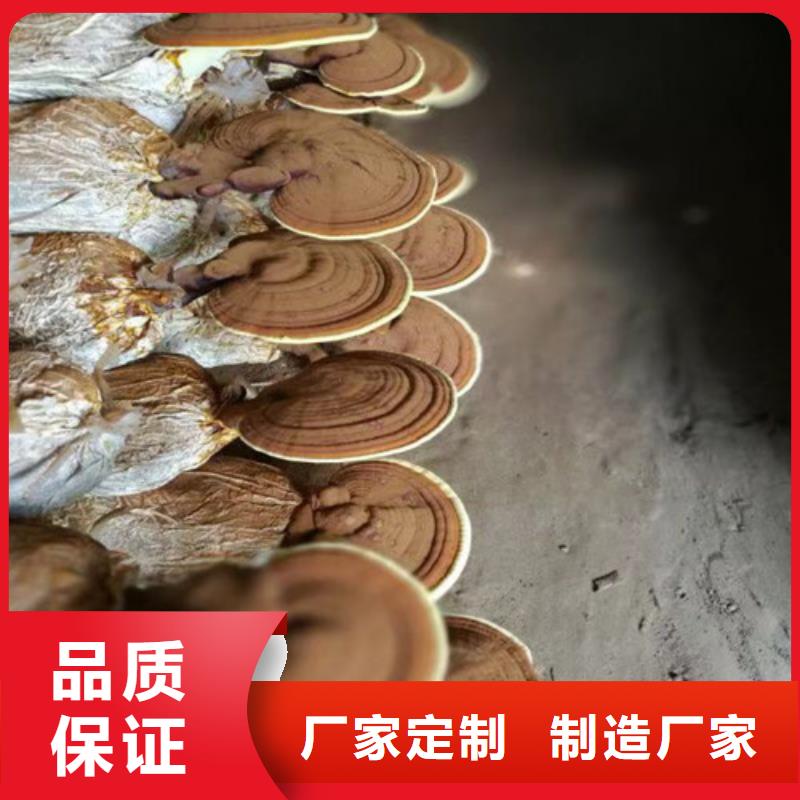 灵芝孢子粉厂家批发