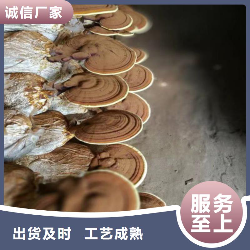 经验丰富的
灵芝超细粉生产厂家