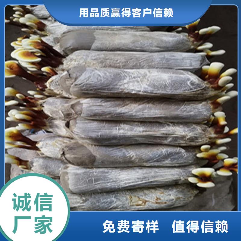 定制破壁灵芝粉的批发商