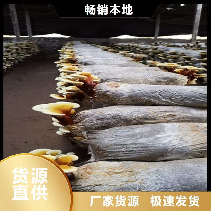 屯昌县灵芝哪家好
