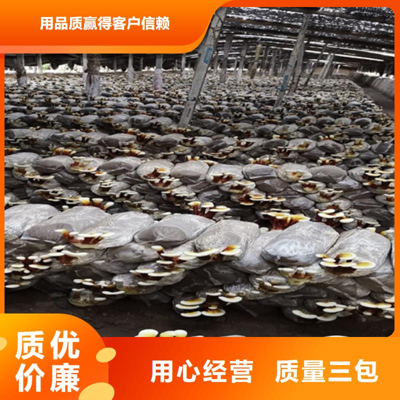 
灵芝孢子粉广受好评