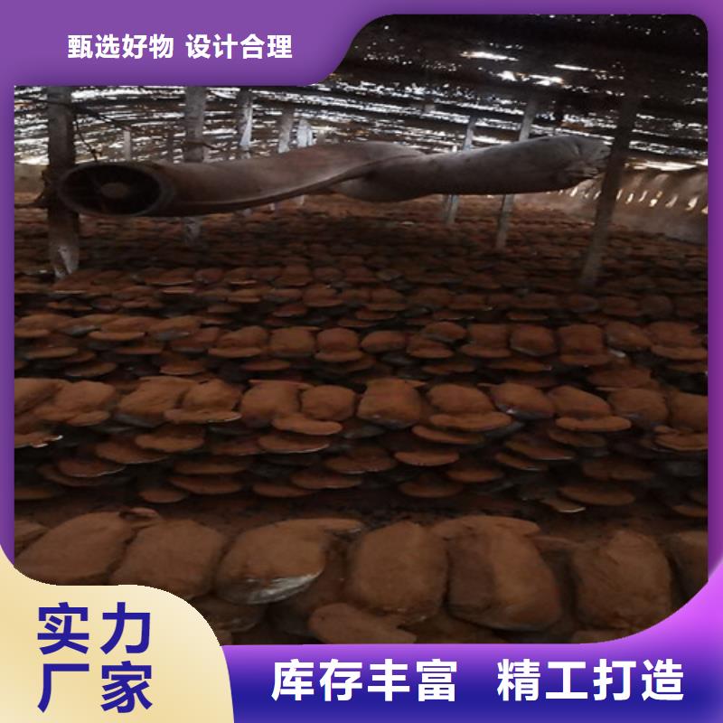 灵芝孢子公司欢迎您