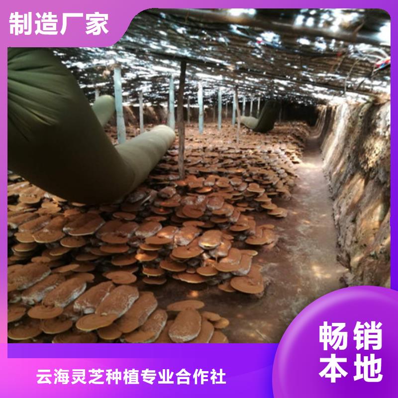 
灵芝粉-复购率高