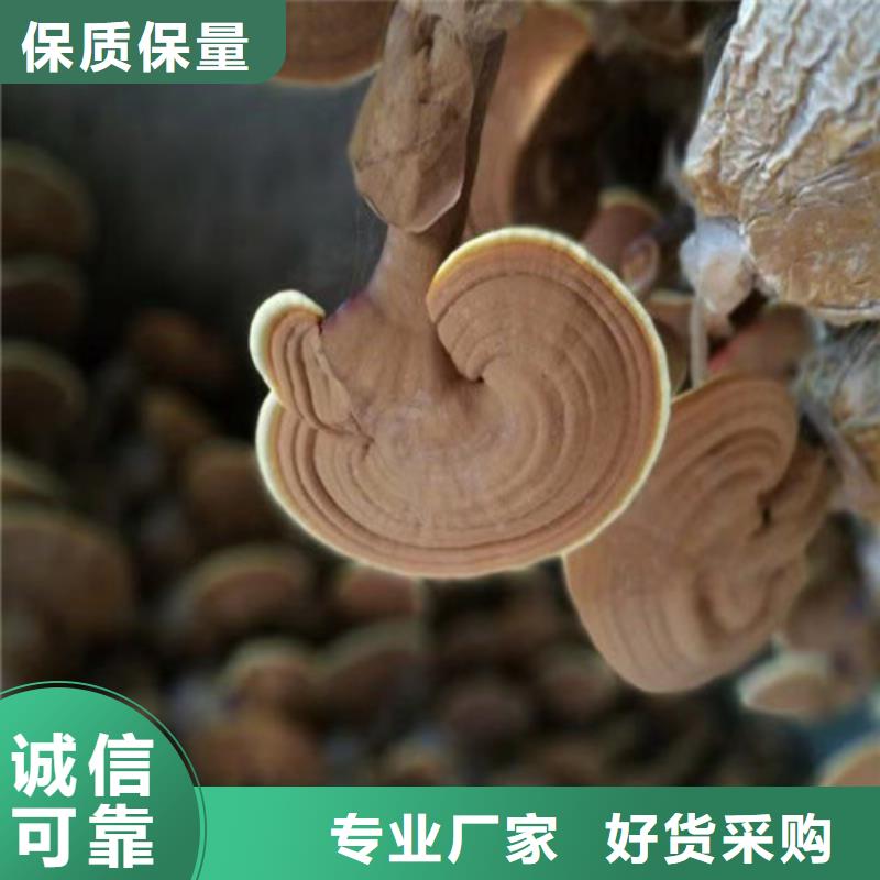灵芝孢子粉灵芝品质做服务