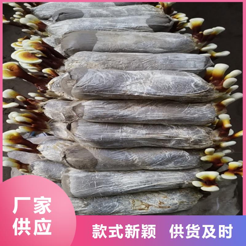 【灵芝孢子粉】灵芝盆景经销商
