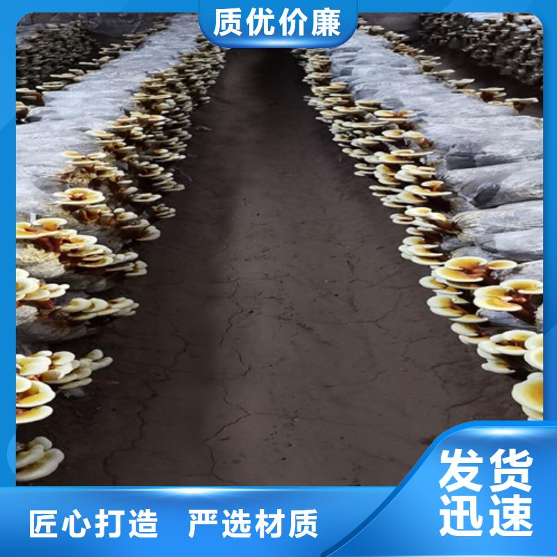 质量可靠的
灵芝超细粉生产厂家