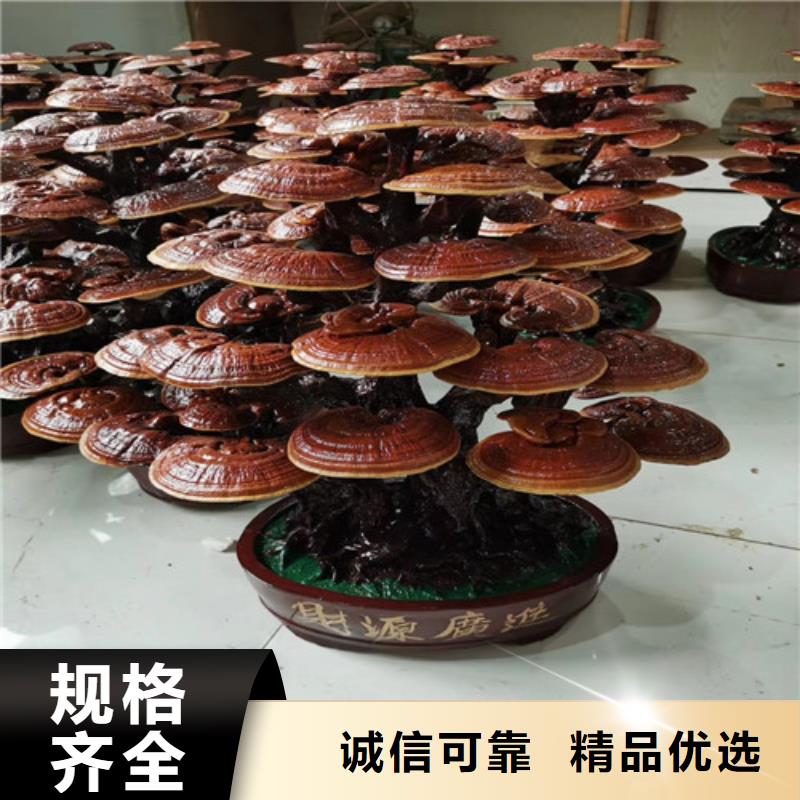 质量好的灵芝盆栽厂家