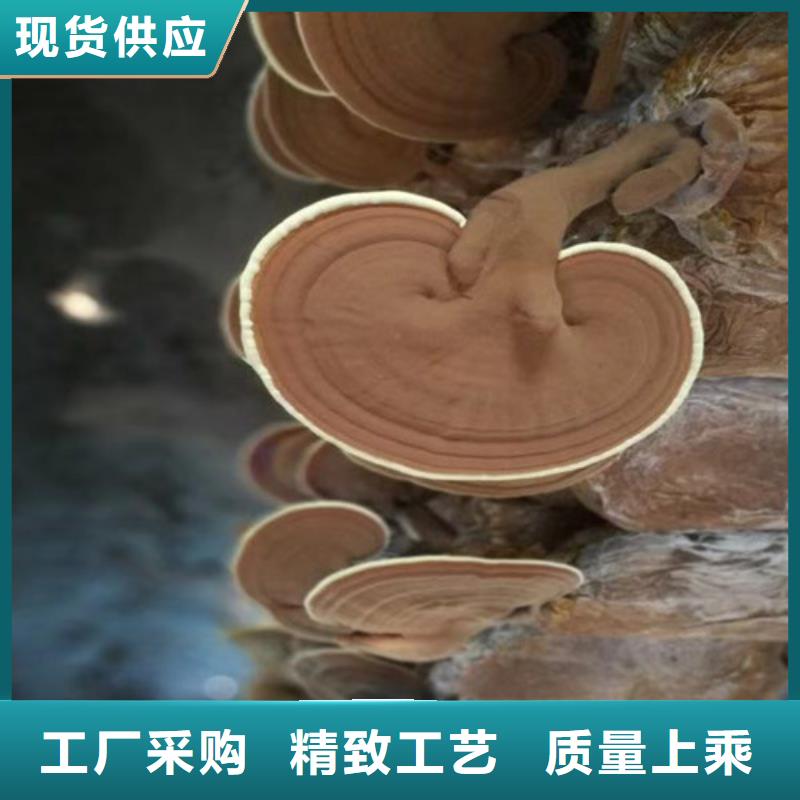 灵芝孢子距您较近