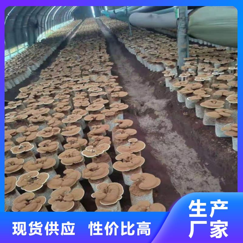 经验丰富的
灵芝超细粉生产厂家