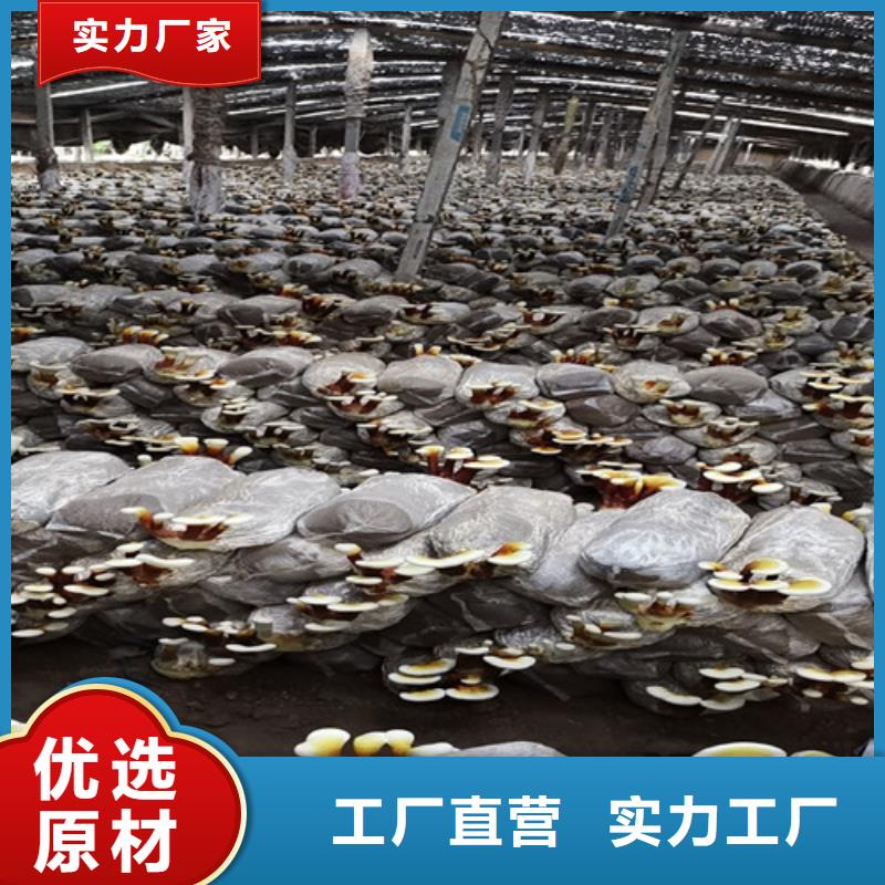 质量好的灵芝盆栽厂家