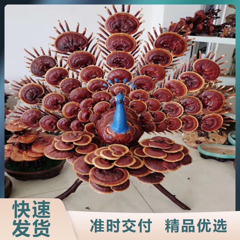 灵芝孢子距您较近