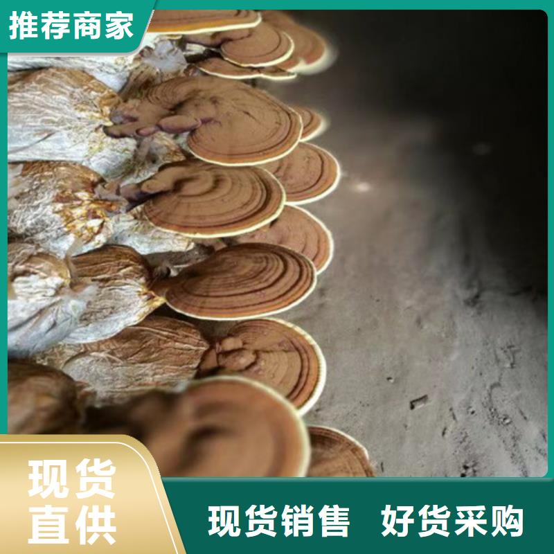 灵芝切片有现货也可定制
