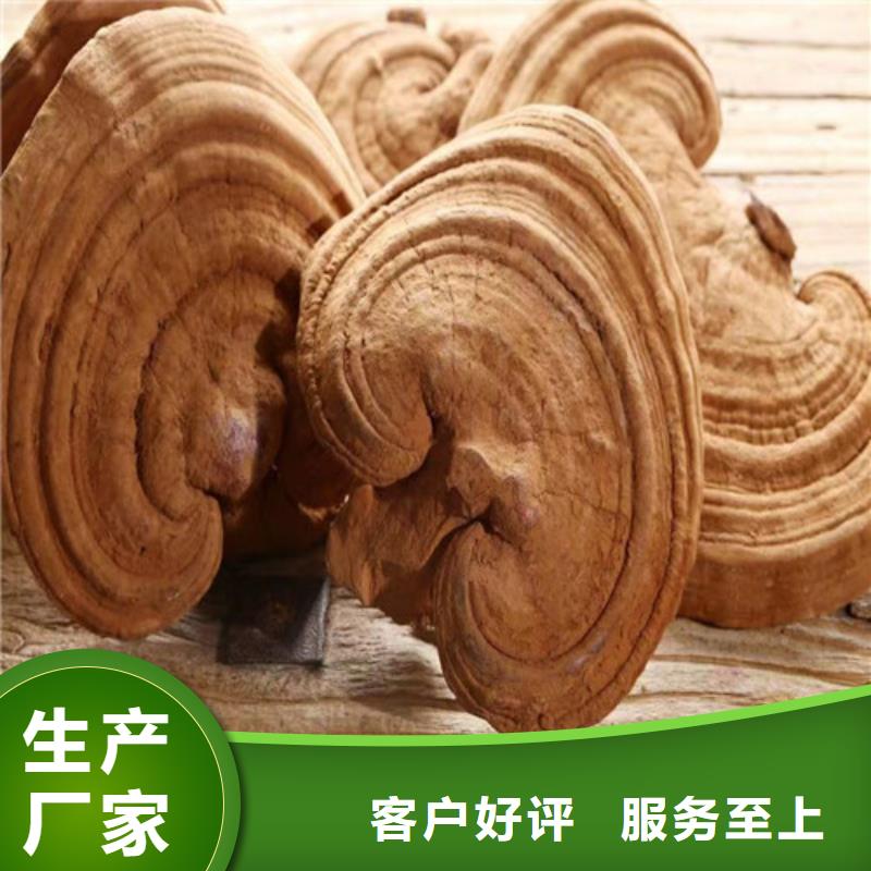 灵芝孢子粉厂家批发