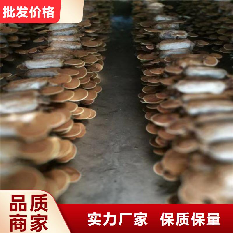 
灵芝超细粉-复购率高