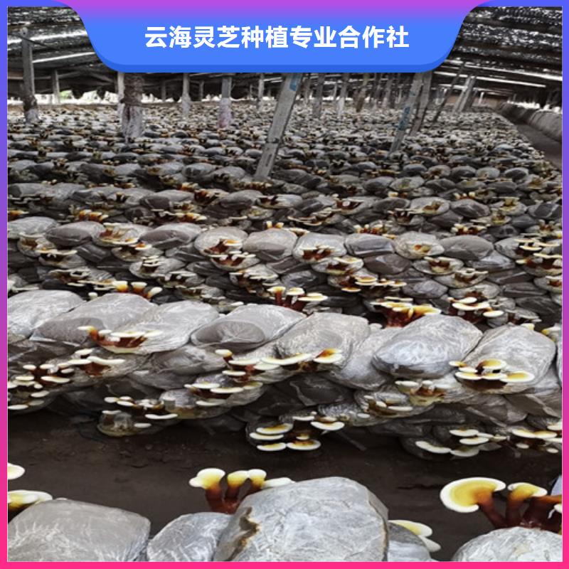 屯昌县灵芝哪家好