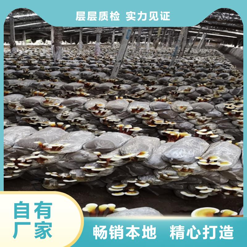 灵芝孢子粉厂家批发