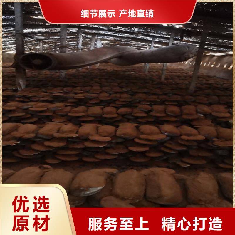 灵芝孢子粉厂家批发