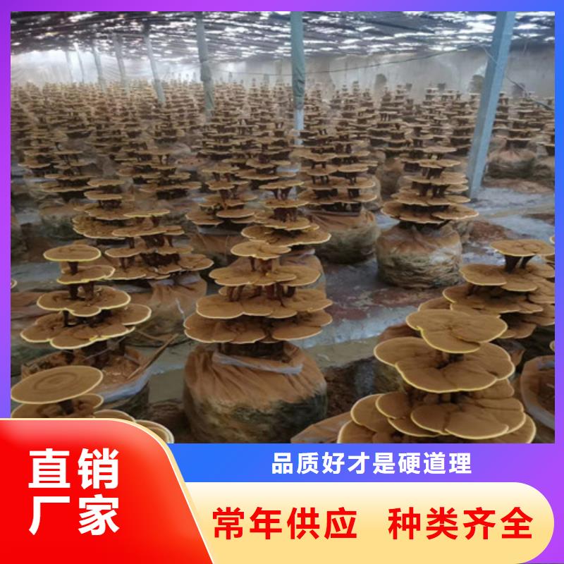 屯昌县灵芝哪家好