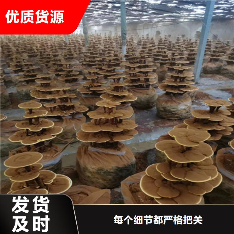【灵芝孢子粉】灵芝盆景经销商