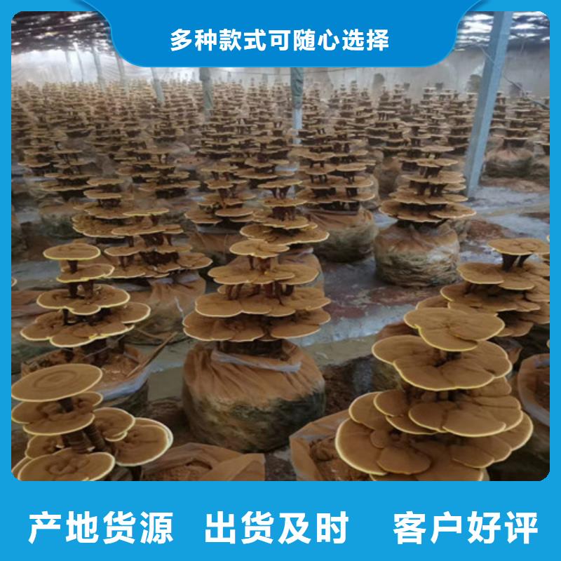 灵芝孢子粉厂家批发