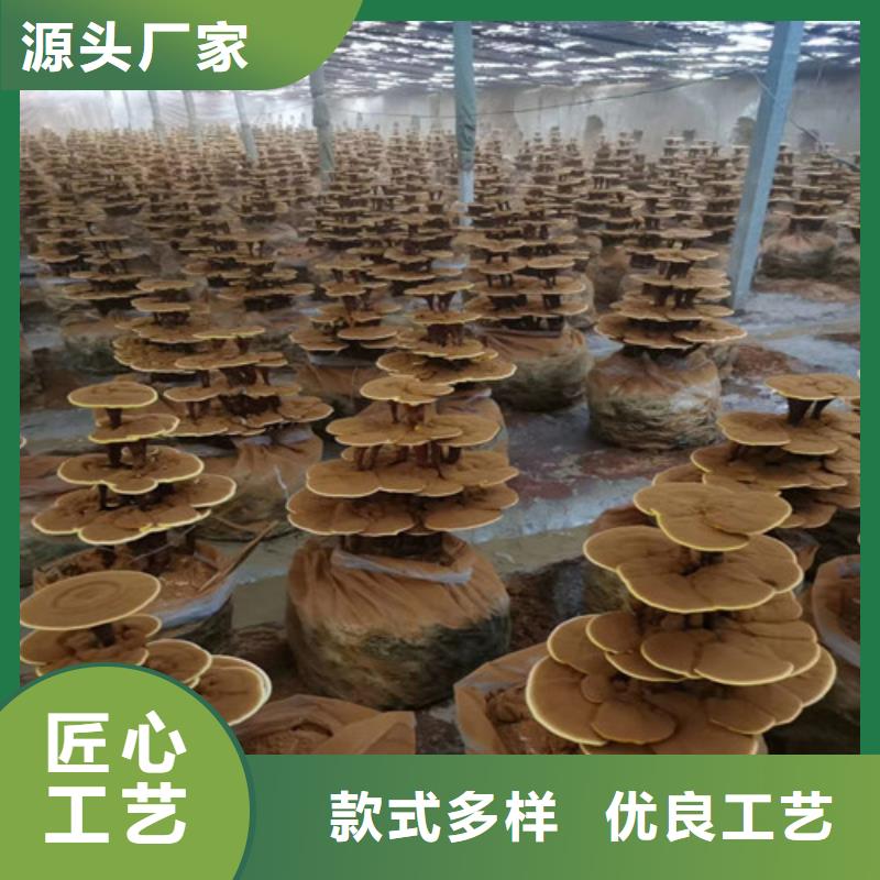 灵芝盆景