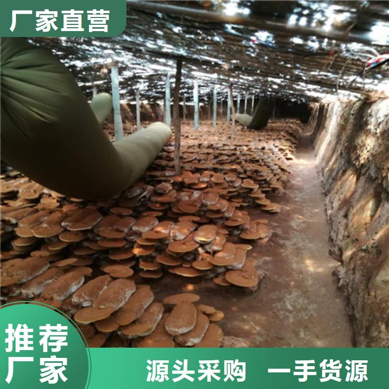 灵芝粉怎么样